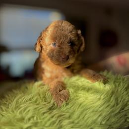 Hope - Red  female Goldendoodle puppy in Miami, Florida from Milk Drunk Doodles And Poodles