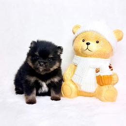 Black and tan boy 2 - Black and tan parti male Pomeranian puppy in Princeton, New Jersey from PureLove Poms.