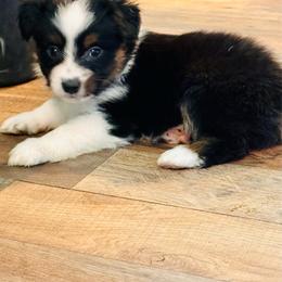 Blk Tri boy - Black tri male Toy Australian Shepherd puppy in Oklahoma City, Oklahoma from Faith River Aussies