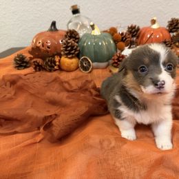 CJ Girl 2 - Blue female Pembroke Welsh Corgi puppy in Dickinson, Texas from Gulf Coast Corgis