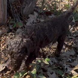 Choco latte - Chocolate male Goldendoodle puppy in Arlington, Texas from Chambers Doodle Patch
