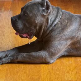Icar - Cane Corso