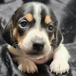 Girl 4 - Panda - Piebald female Dachshund puppy in Salem, Oregon from Long'd Fore Dachshunds