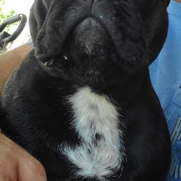 French Bulldogs from JoyBull Frenchies