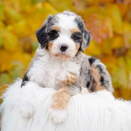 Charlotte - Blue merle female Bernedoodle puppy in Spokane, Washington from Lilac City Doodles