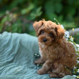 Cavapoo, Cockapoo, and Poodle Puppies from Heavenly Puppies to Love