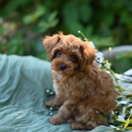 Cavapoo, Cockapoo, and Poodle Puppies from Heavenly Puppies to Love