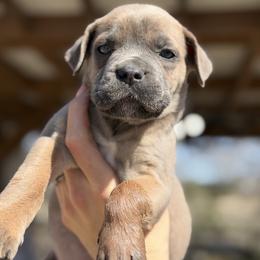 Girl 6 - Gray and fawn female Cane Corso puppy in Sandia, Texas from OneTime Cane Corso