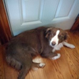 Bordoodle puppies from The Weekend Farm