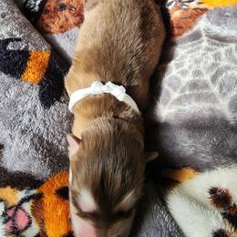 Casper, white collar - Red and white male Alaskan Malamute puppy in Grayson County, Virginia from River Bend Malamutes