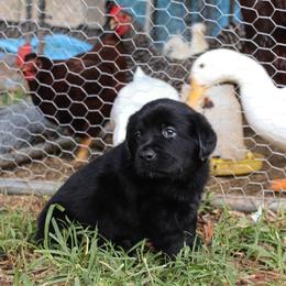 Blue - Black male Labrador Retriever puppy in Seymour, Tennessee from Pride of the Southland Labs