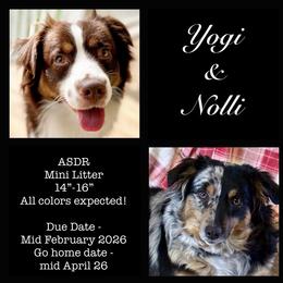 Miniature Australian Shepherd puppies from South Branch Mini Aussies