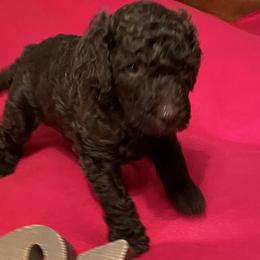 Tisha (formerly Colt) has found his furever home - Brown male Poodle puppy in Mechanicsburg, Pennsylvania from Ashton’s Standards