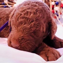 Harley - Chocolate female Goldendoodle puppy in Arlington, Texas from Chambers Doodle Patch