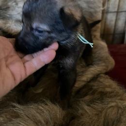 Mint Collar - Sable male German Shepherd puppy in Punta Gorda, Florida from Blitzenhaus Working Dogs-Home of the Working Czech Shepherd and Rottweiler