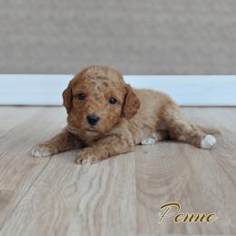 Penne (Lt Pink Collar) - Apricot female Goldendoodle puppy in Guthrie, Oklahoma from Edmond Doodles, LLC