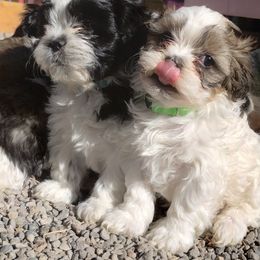 Havanese and Shih Tzu Puppies from Gnomies Furry Friends