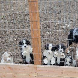 Australian Shepherd Puppies from Creekside Aussies