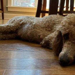 Poodles from Blue Ridge Doodles and Poodles