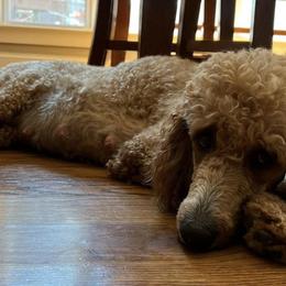 Poodles from Blue Ridge Doodles and Poodles