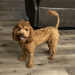 Georgia - Goldendoodle