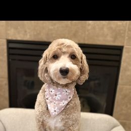Sadie - Goldendoodle