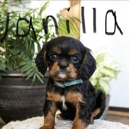Vanilla - Black and tan female Cavalier King Charles Spaniel puppy in Chattanooga, Tennessee from Oodles of Cuties!