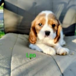 Leo - Blenheim male Cavalier King Charles Spaniel puppy in Phoenix, Arizona from Royal Desert Cavaliers