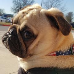 Gremlin Grumbledore - Pug
