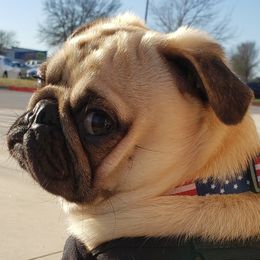 Gremlin Grumbledore - Pug