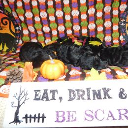 German Shepherd Puppies from Countryside Kennel