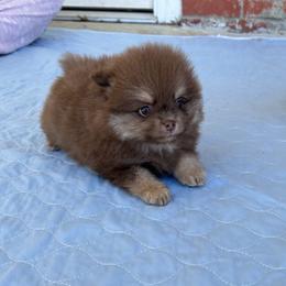 Alfie - Chocolate and tan male Pomeranian puppy in Inola, Oklahoma from My Bella’s Pomeranians
