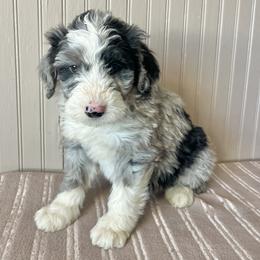 Surf - Merle male Bernedoodle puppy in Clarinda, Iowa from Root and Branch Bernedoodles