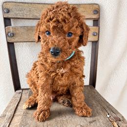 Brooks - Red  male Goldendoodle puppy in Cleveland, Georgia from The O.G. Doodles