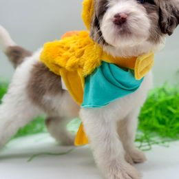 Sequoia - Red merle Aussiedoodle puppy in Claremont, North Carolina from Magnolia Grove Farms