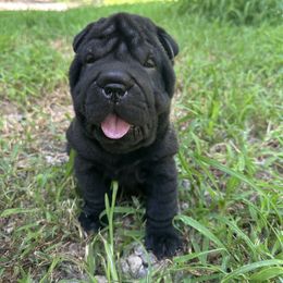 Blue collar - Black female Chinese Shar-Pei puppy in North Carolina from Amy Mahaffey's Chinese Shar-Pei
