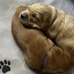 Goldendoodle Puppies from Doodle Devotion
