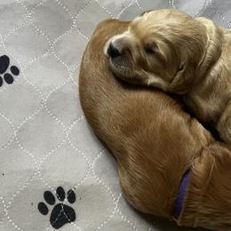 Goldendoodle Puppies from Doodle Devotion