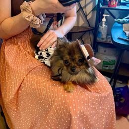 Truffle - Wolf sable female Pomeranian puppy in San Diego, California from PS pomeranians