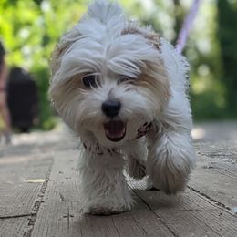 Georgia - Black gold and white Shihpoo puppy in Kaysville, Utah from Havenwood Emotional Support Animals