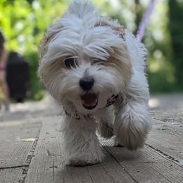 Georgia - Black gold and white Shihpoo puppy in Kaysville, Utah from Havenwood Emotional Support Animals