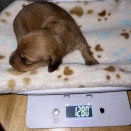 CKC Red sable girl 2 (buyer will name) - Sable female Dachshund puppy in Canyon Lake, Texas from M&Ms Dachshunds of Central Texas