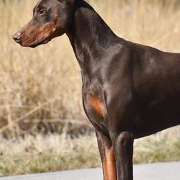 Doberman Pinschers from Warsong Dobermans