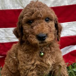 Spruce - Apricot male Goldendoodle puppy in Sumner, Washington from Little Acre Doodles