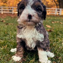 Noel - Blue merle female Bernedoodle puppy in Temecula, California from Country Hills Doodles