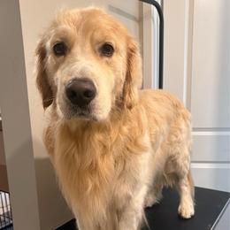 Hans - Golden Retriever