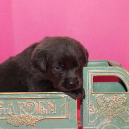 Necklace - Black female Labrador Retriever puppy in Morrilton, Arkansas from Ancient Dogges Performance Dogs