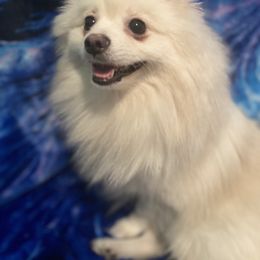 Butter - Pomeranian