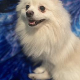 Butter - Pomeranian