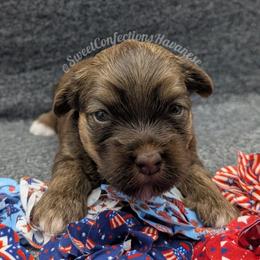 Cinnamon Roll - Red sable male Havanese puppy in Marysville, Ohio from Sweet Confections Havanese